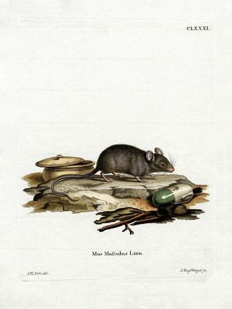 Giclee Print, , small