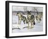 Gray Wolf (Canis Lupus), Canidae, Drawing-null-Framed Giclee Print