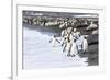 South Georgia. A large group of king penguins walk at the edge of the water-Ellen Goff-Framed Photographic Print