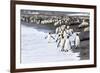 South Georgia. A large group of king penguins walk at the edge of the water-Ellen Goff-Framed Photographic Print