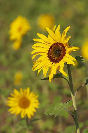 Photographic Print, , small