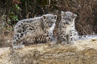 Photographic Print, , small