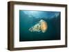 Compass jellyfish swimming near the surface, Cornwall, UK-Alex Mustard-Framed Photographic Print