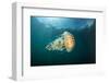 Compass jellyfish swimming near the surface, Cornwall, UK-Alex Mustard-Framed Photographic Print