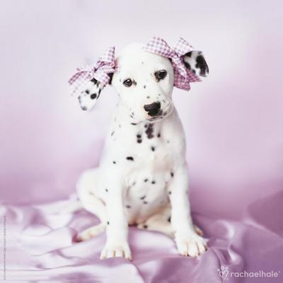 Photographic Print, , small