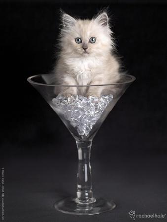 Photographic Print, , small