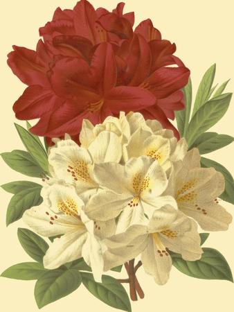 Art Print, , small