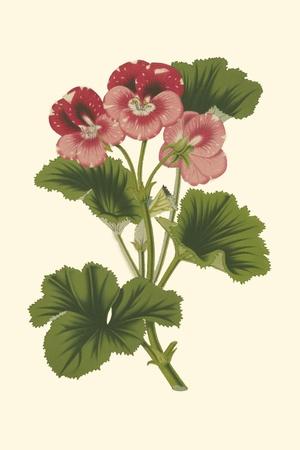 Art Print, , small