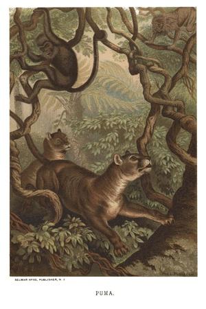 Art Print, , small