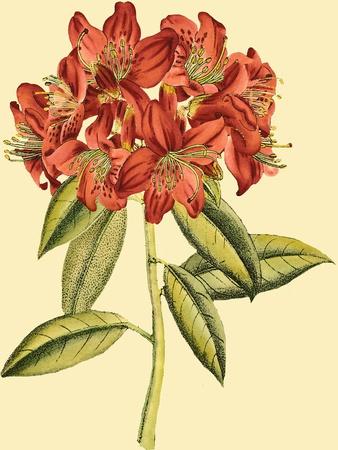 Art Print, , small