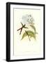 Hummingbird III-John Gould-Framed Art Print