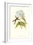 Hummingbird III-John Gould-Framed Art Print