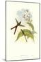 Hummingbird III-John Gould-Mounted Art Print