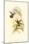 Small Gould Hummingbird I-John Gould-Mounted Art Print