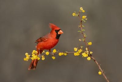 Photographic Print, , small