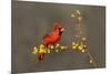 Northern Cardinal (Cardinalis cardinalis) perched-Larry Ditto-Mounted Photographic Print