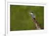 Ringed Kingfisher (Megaceryle torquata) male-Larry Ditto-Framed Photographic Print