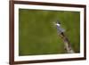 Ringed Kingfisher (Megaceryle torquata) male-Larry Ditto-Framed Photographic Print