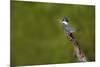 Ringed Kingfisher (Megaceryle torquata) male-Larry Ditto-Mounted Photographic Print