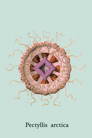 Art Print, , small