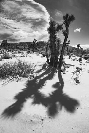 Photographic Print, , small