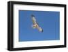 Hawk flying-George Theodore-Framed Photographic Print
