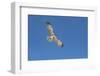 Hawk flying-George Theodore-Framed Photographic Print