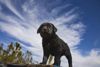 Photographic Print, , small