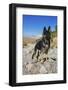 German Shepherd, Coachella Valley, California-Zandria Muench Beraldo-Framed Photographic Print