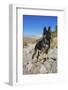 German Shepherd, Coachella Valley, California-Zandria Muench Beraldo-Framed Photographic Print