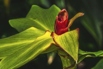 Photographic Print, , small