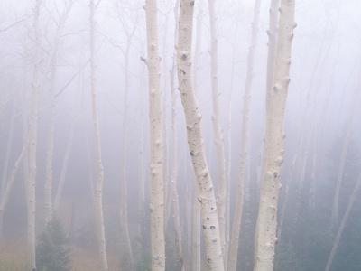 Photographic Print, , small
