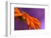 Calendula`s drop-Heidi Westum-Framed Photographic Print