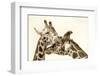 In Love-Carrie Ann Grippo-Pike-Framed Photographic Print