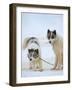 Sled dogs on sea ice near Uummannaq in northern West Greenland beyond the Arctic Circle-Martin Zwick-Framed Photographic Print