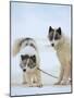 Sled dogs on sea ice near Uummannaq in northern West Greenland beyond the Arctic Circle-Martin Zwick-Mounted Photographic Print