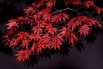 Photographic Print, , small