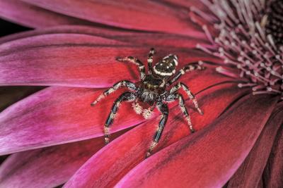 Photographic Print, , small