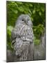 Ural owl. Adult at entrance of nest in hole of a tree. Enclosure in the Bavarian Forest NP, Germany-Martin Zwick-Mounted Photographic Print