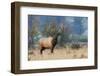 Rocky Mountain bull elk-Ken Archer-Framed Photographic Print