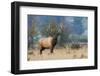 Rocky Mountain bull elk-Ken Archer-Framed Photographic Print