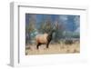 Rocky Mountain bull elk-Ken Archer-Framed Photographic Print