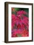 Japanese maple tree detail, New England-Jim Engelbrecht-Framed Photographic Print