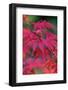 Japanese maple tree detail, New England-Jim Engelbrecht-Framed Photographic Print