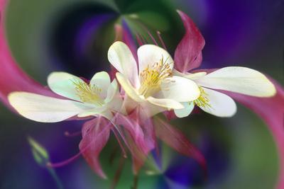 Photographic Print, , small