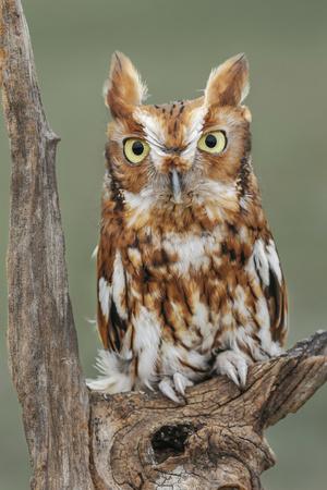 Photographic Print, , small