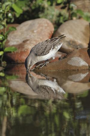 Photographic Print, , small