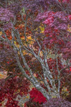 Photographic Print, , small