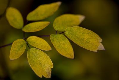Photographic Print, , small