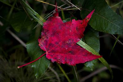 Photographic Print, , small